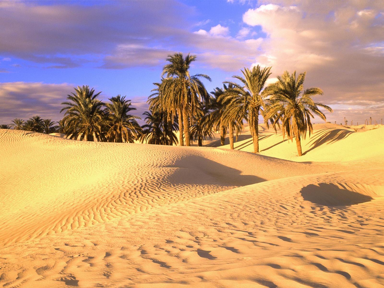 Palm Trees in Sahara Desert Wallpapers – Travel HD Wallpapers