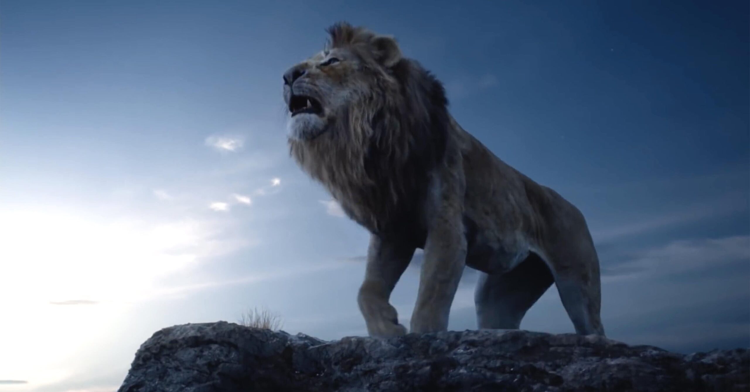 Lion King Hd Wallpapers 2019