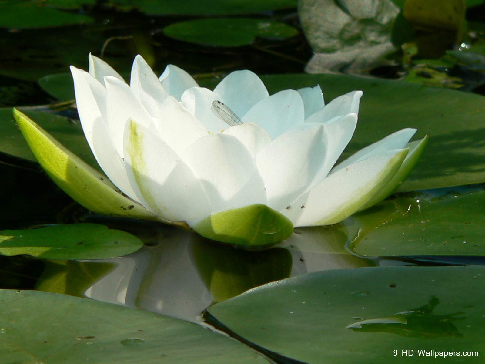 Lotus Flower HD Wallpapers, Flowers Image And Photos – Full HD