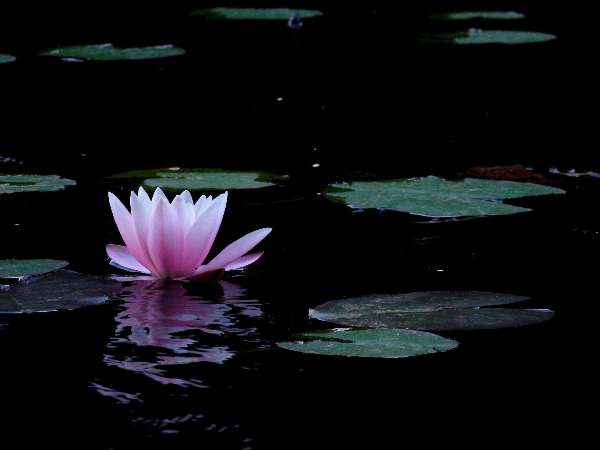 Lotus Flower Wallpapers 48 Wallpapers