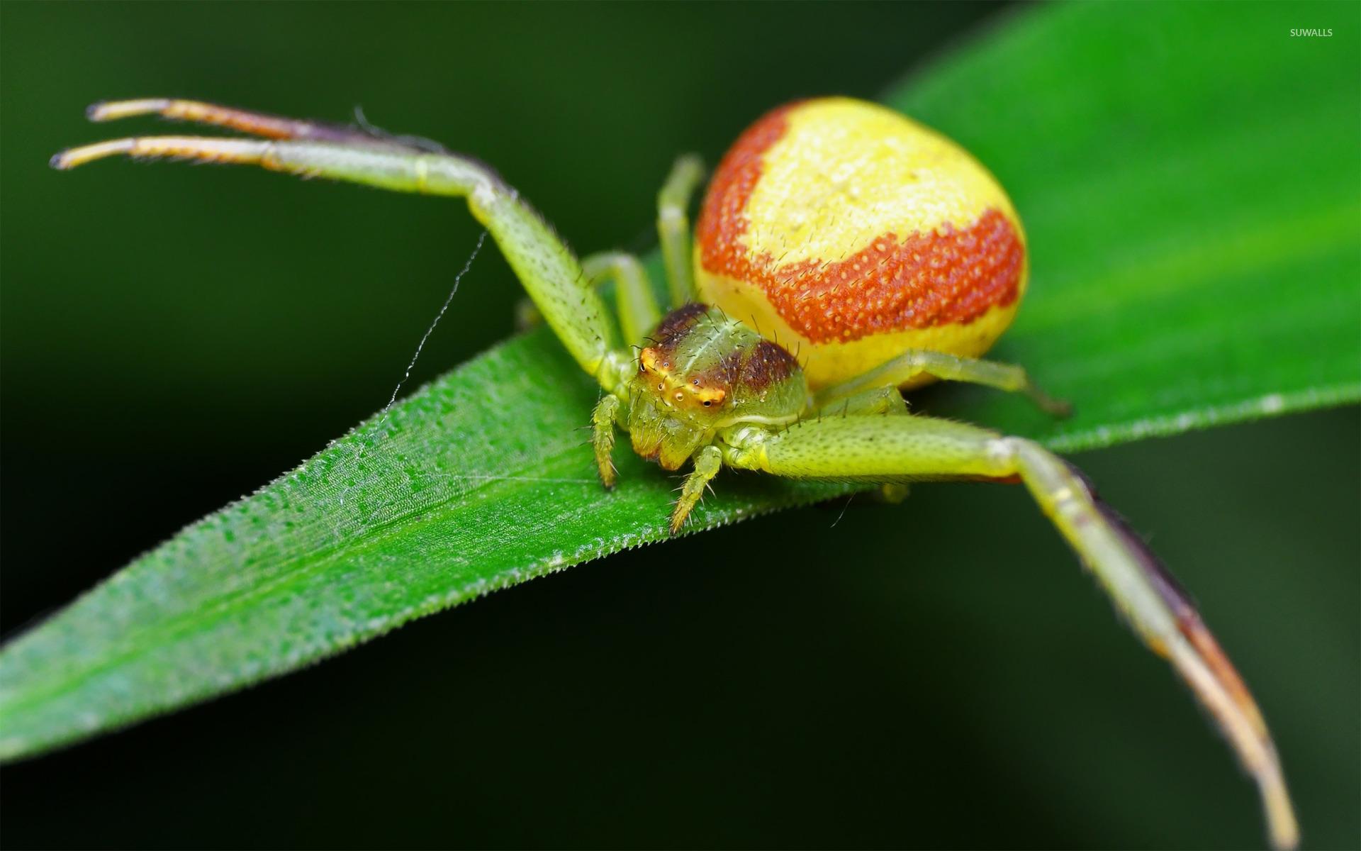 Crab Spider wallpapers