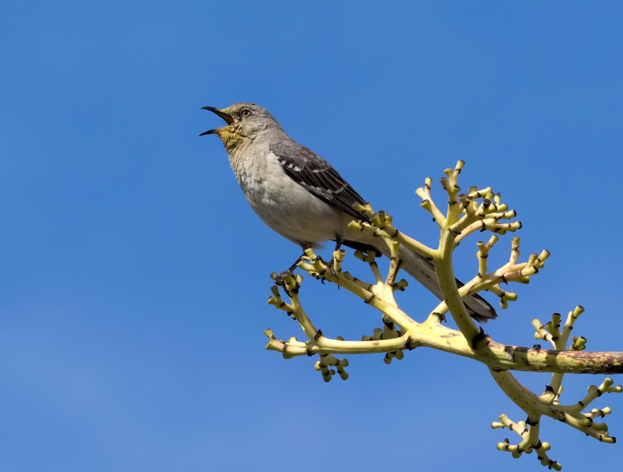 Grey and black bird on brown tree branch, mockingbird HD wallpapers