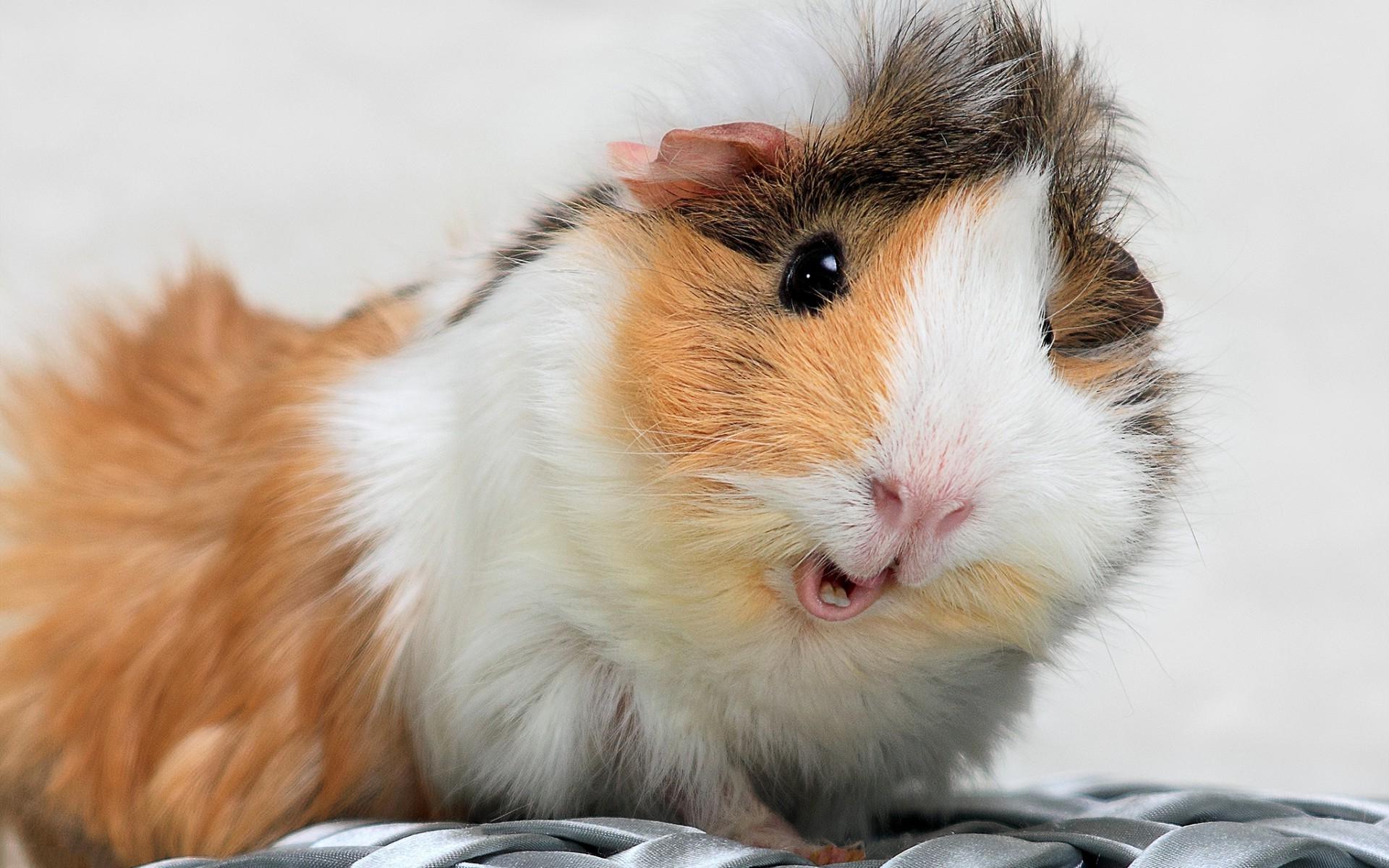 guinea pigs wallpapers hd