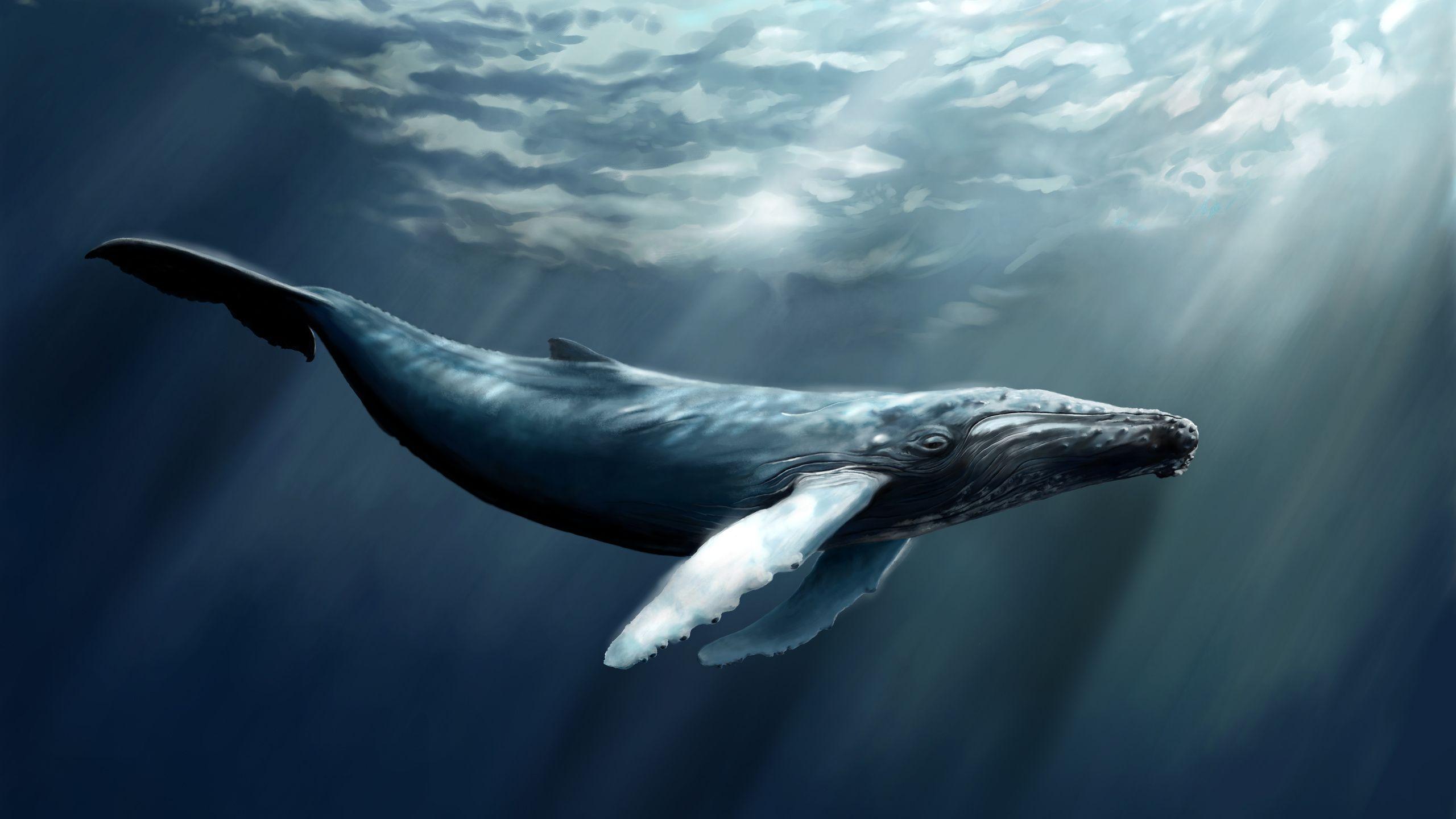 humpback whale desktop wallpapers