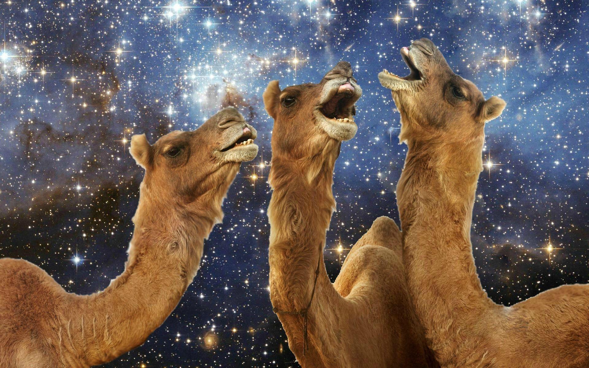 Llama laughing wallpapers