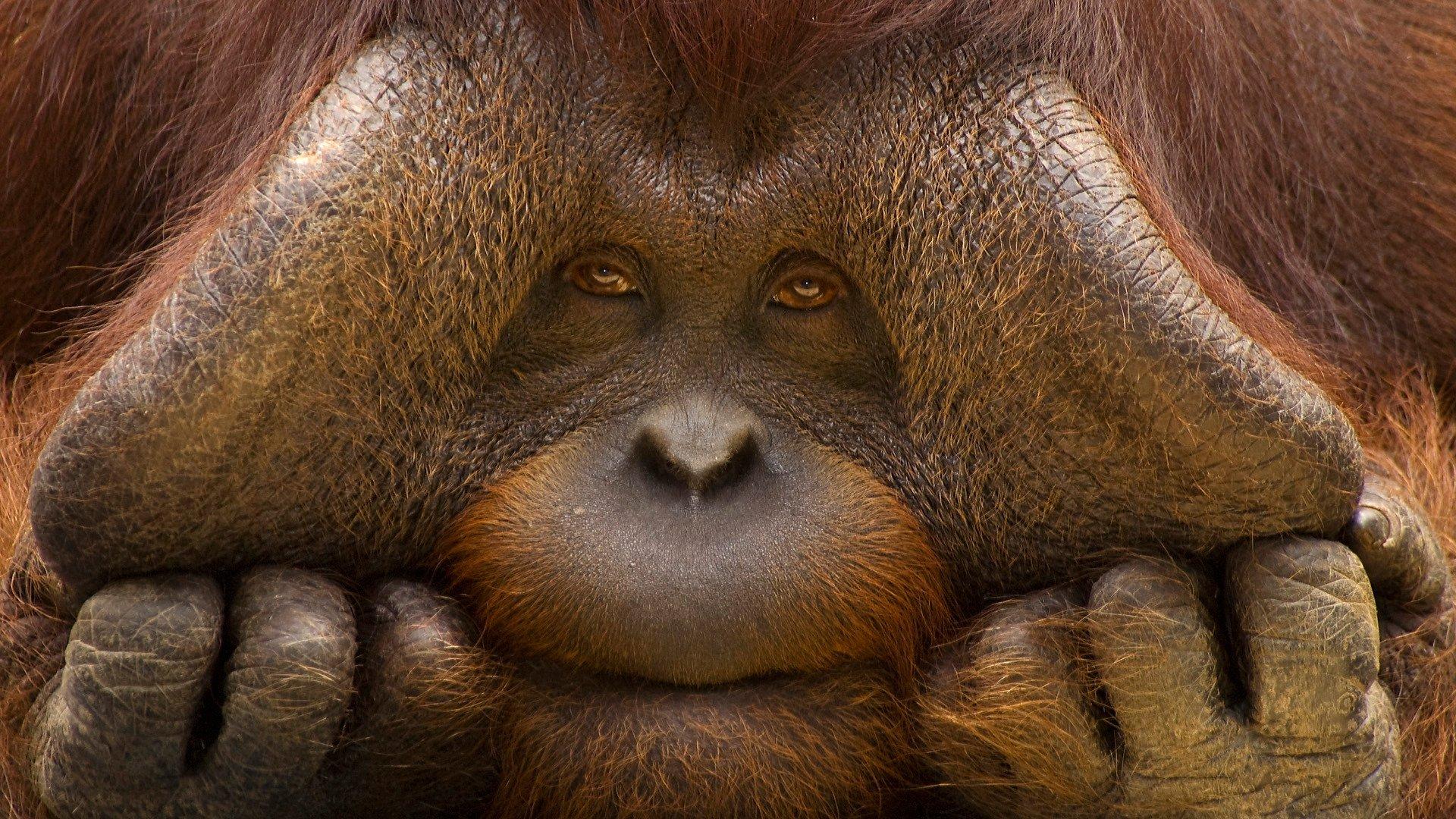 Orangutan Wallpapers 9