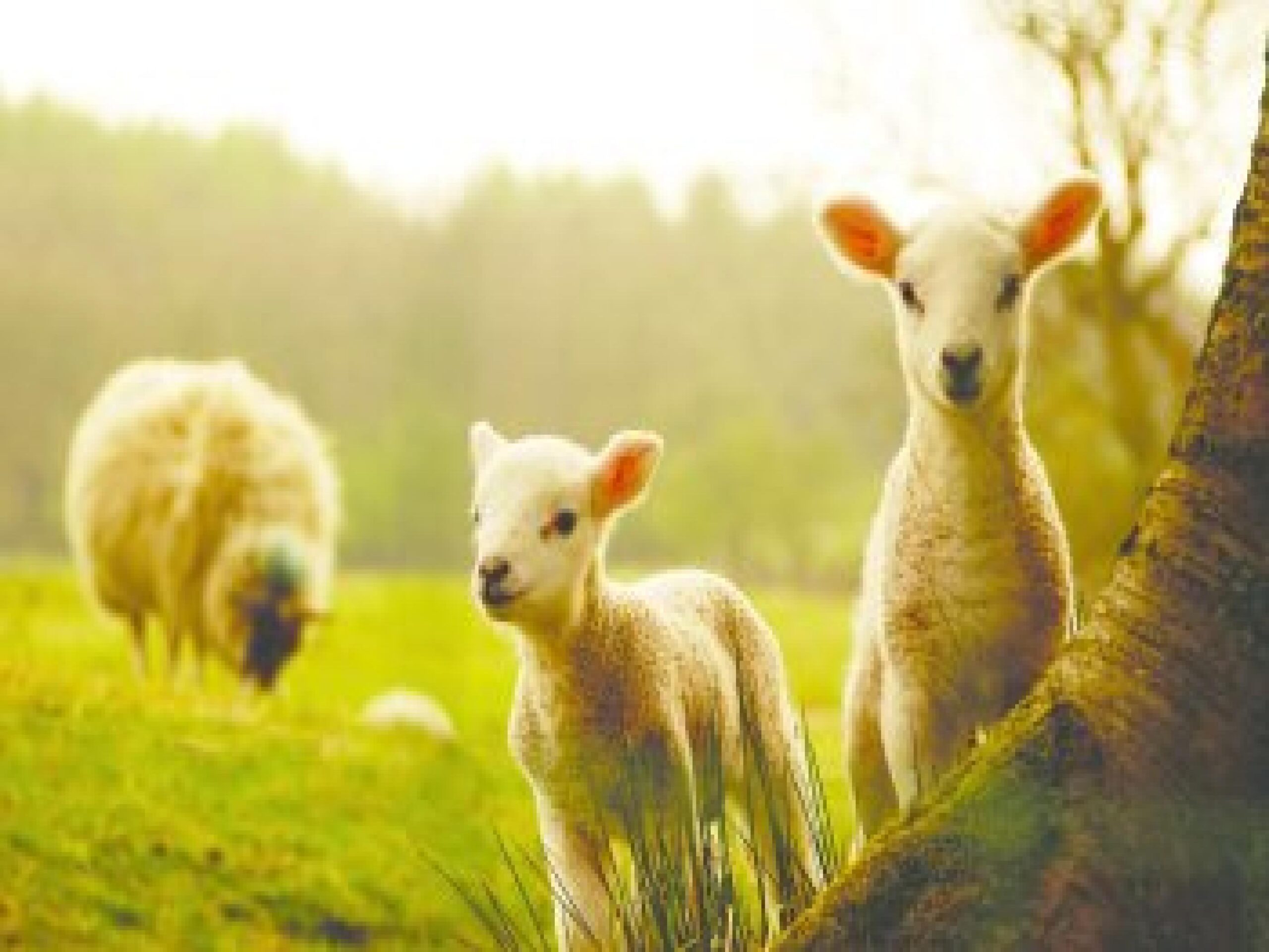 Sheep Wallpapers HD