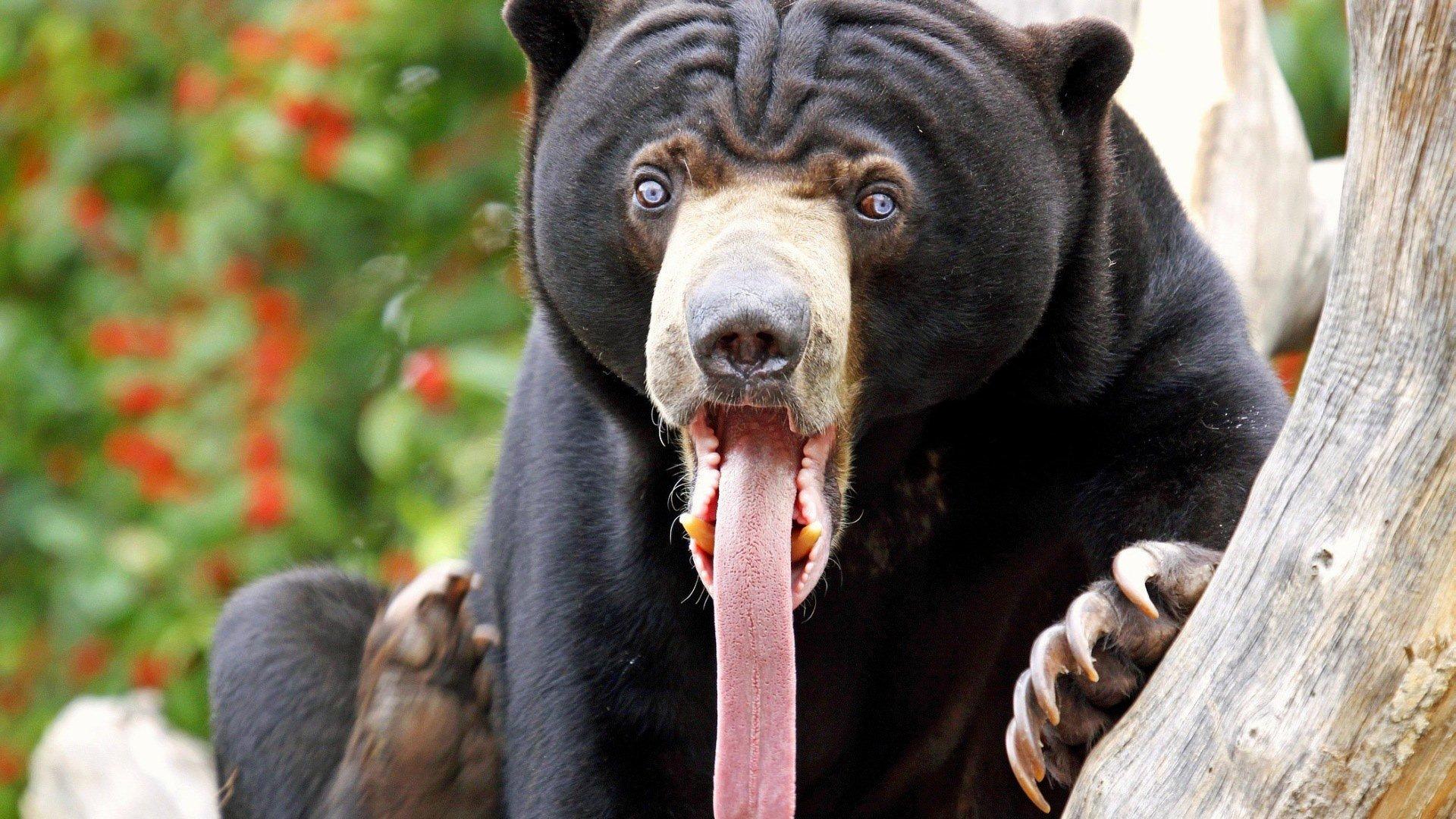 6 Sun Bear HD Wallpapers