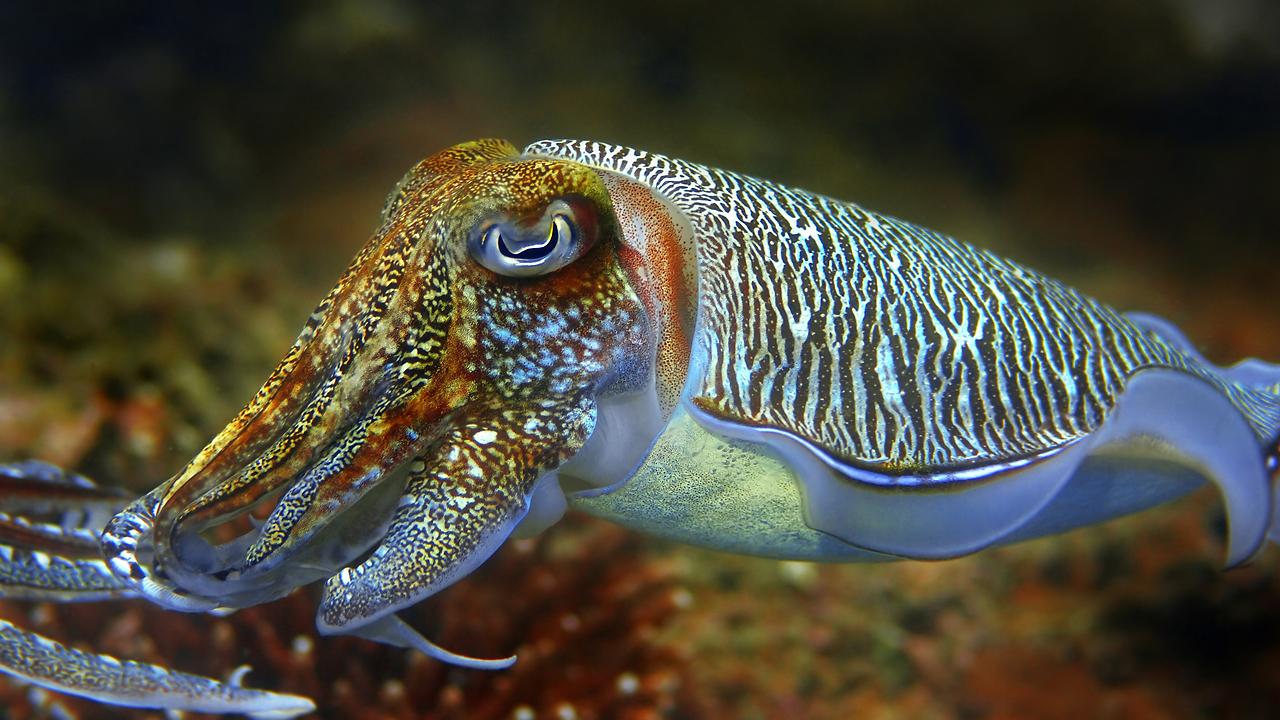 Animals Cuttlefish – 100% Quality HD Wallpapers