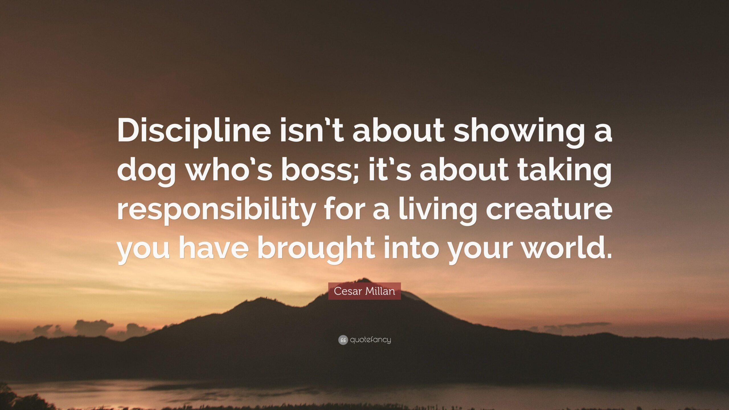 Cesar Millan Quote: “Discipline isn’t about showing a dog who’s boss