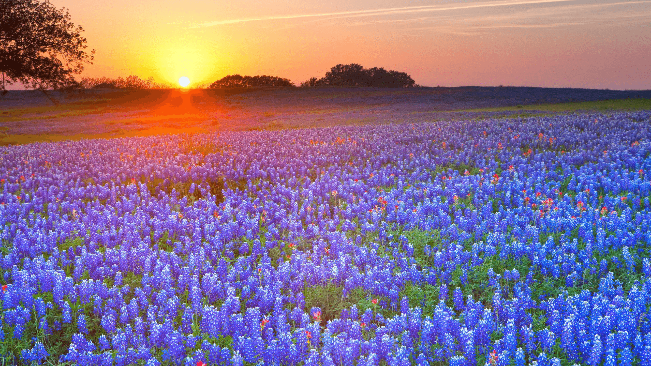 30+ HD Texas Wallpapers, Backgrounds, image