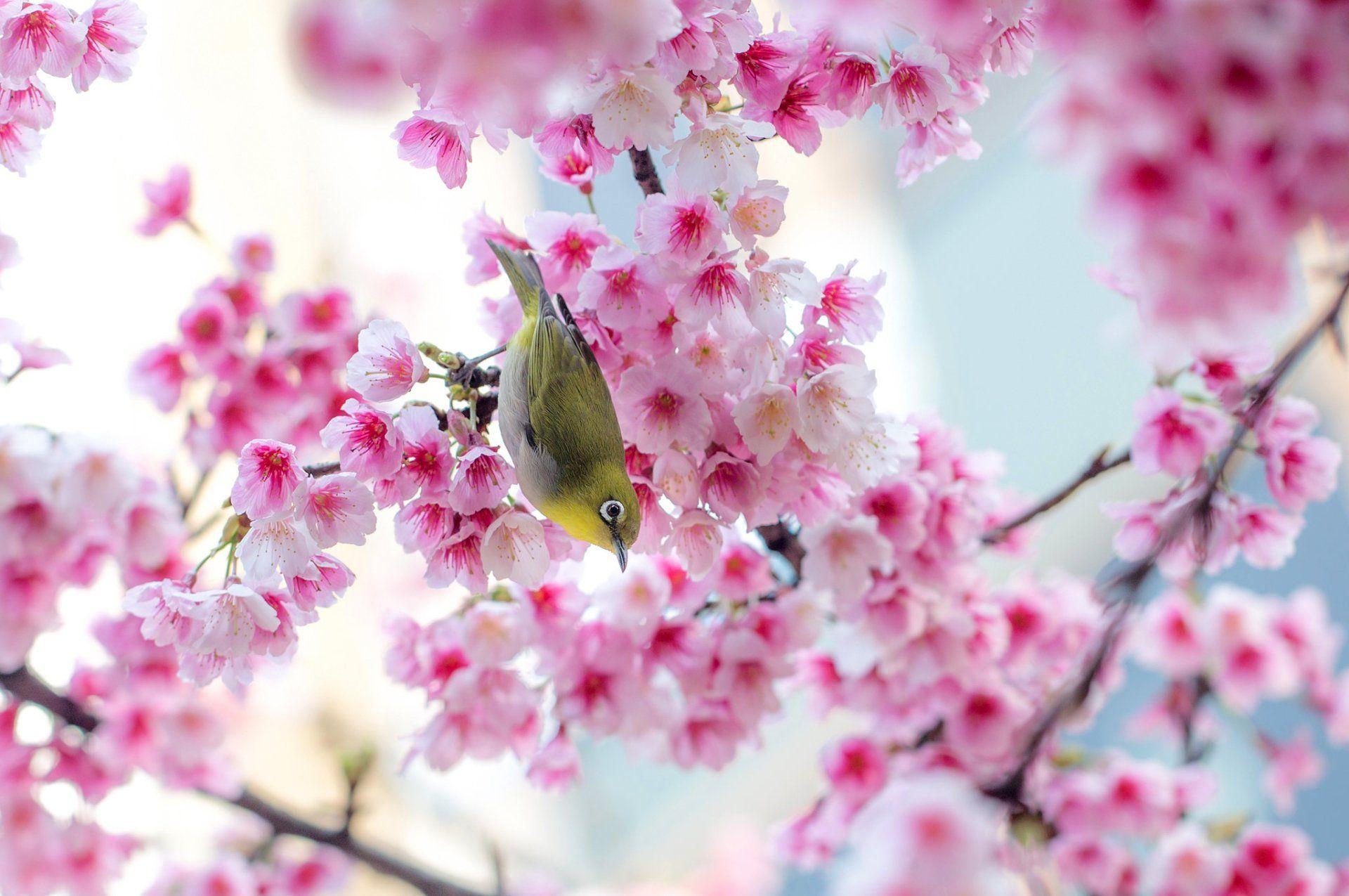 30 HD Cherry Blossom Wallpapers for Desktop