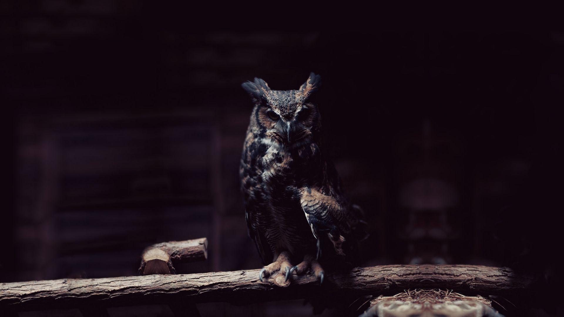 owl wallpapers