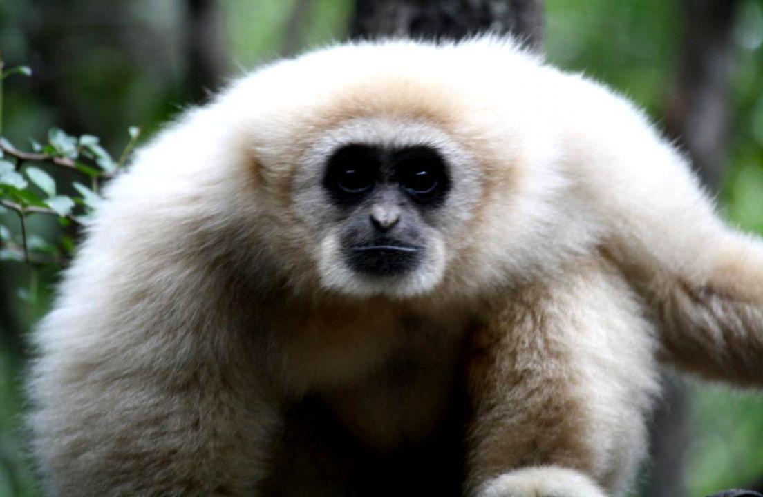 Gibbon Hd Wallpapers