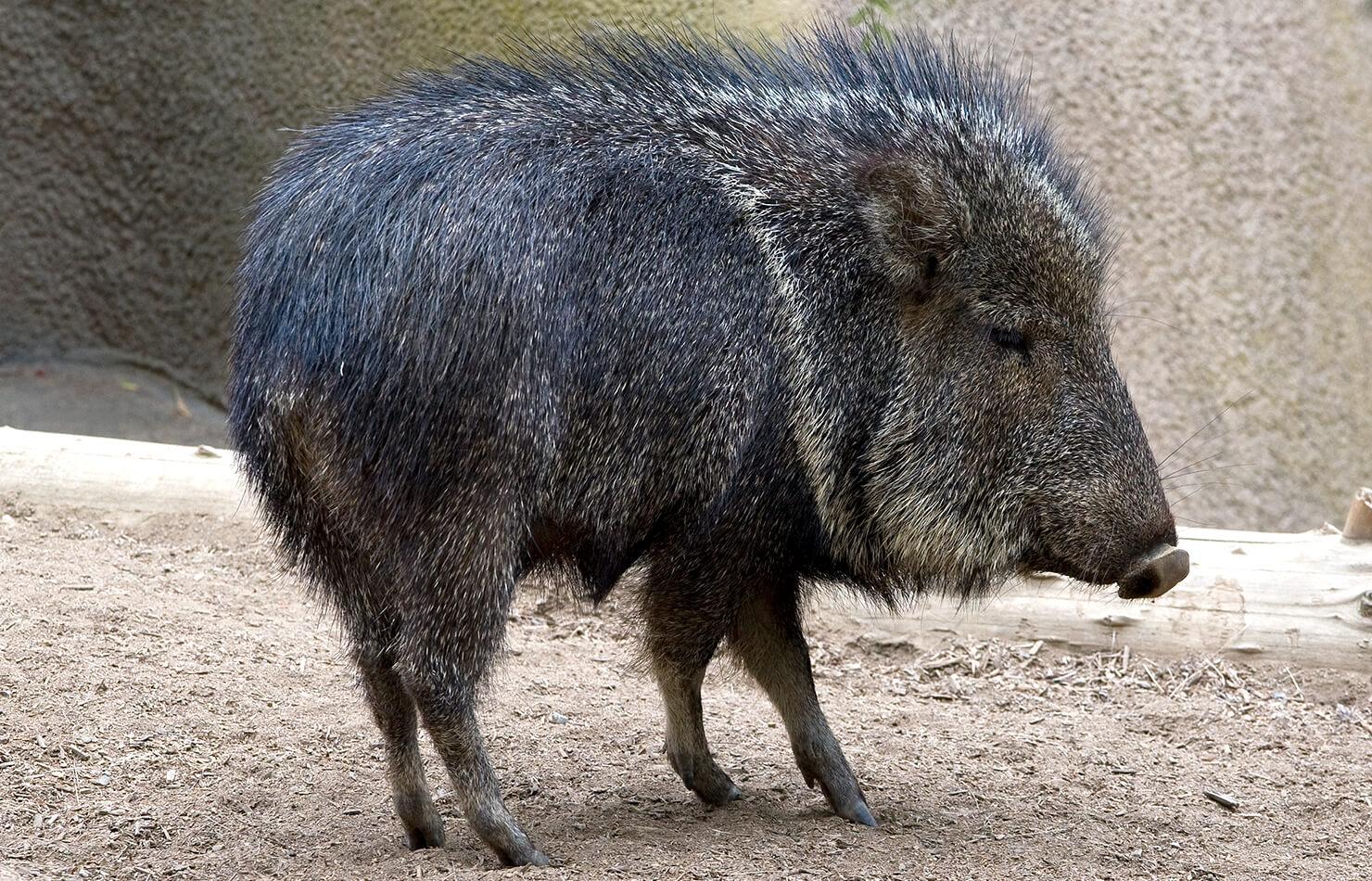 Peccary