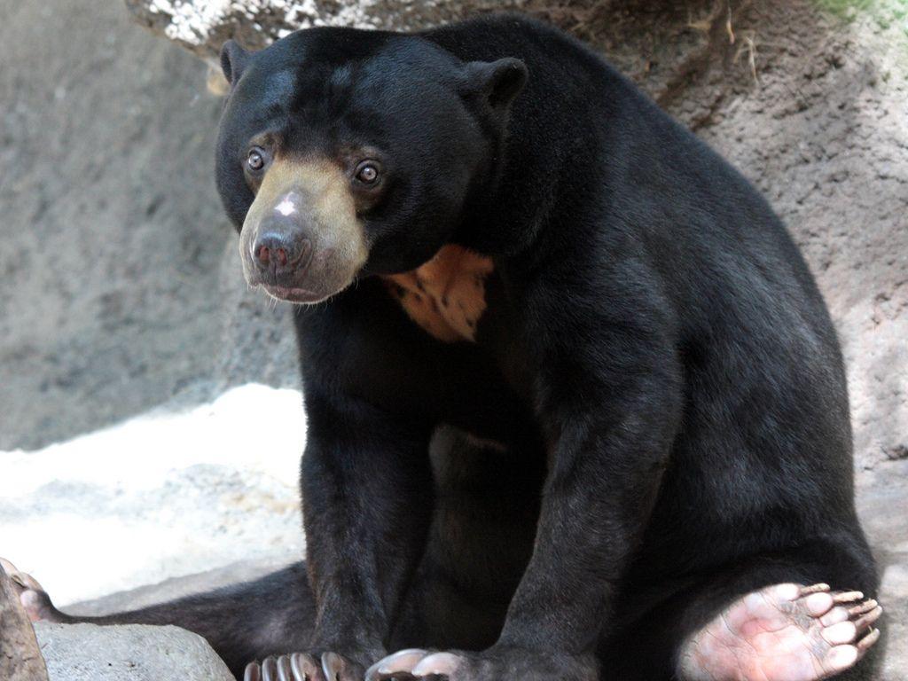 sun bear