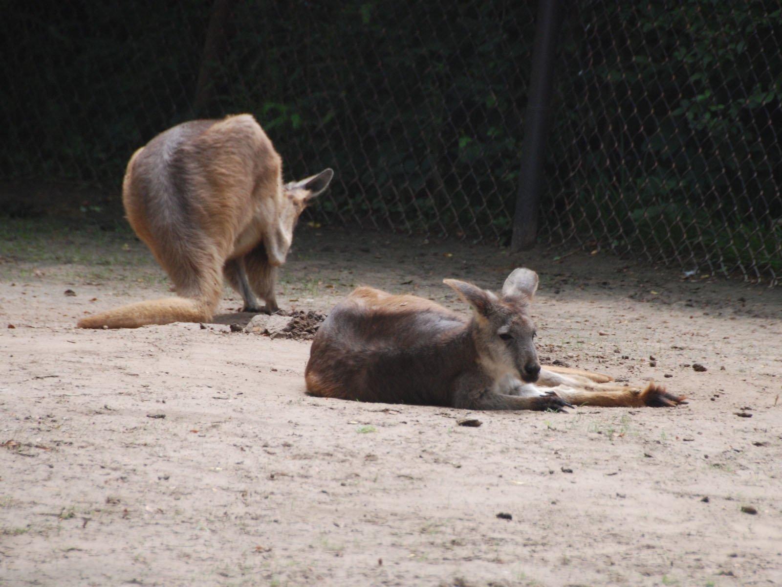 Wallaroo Wallpapers and Backgrounds Image