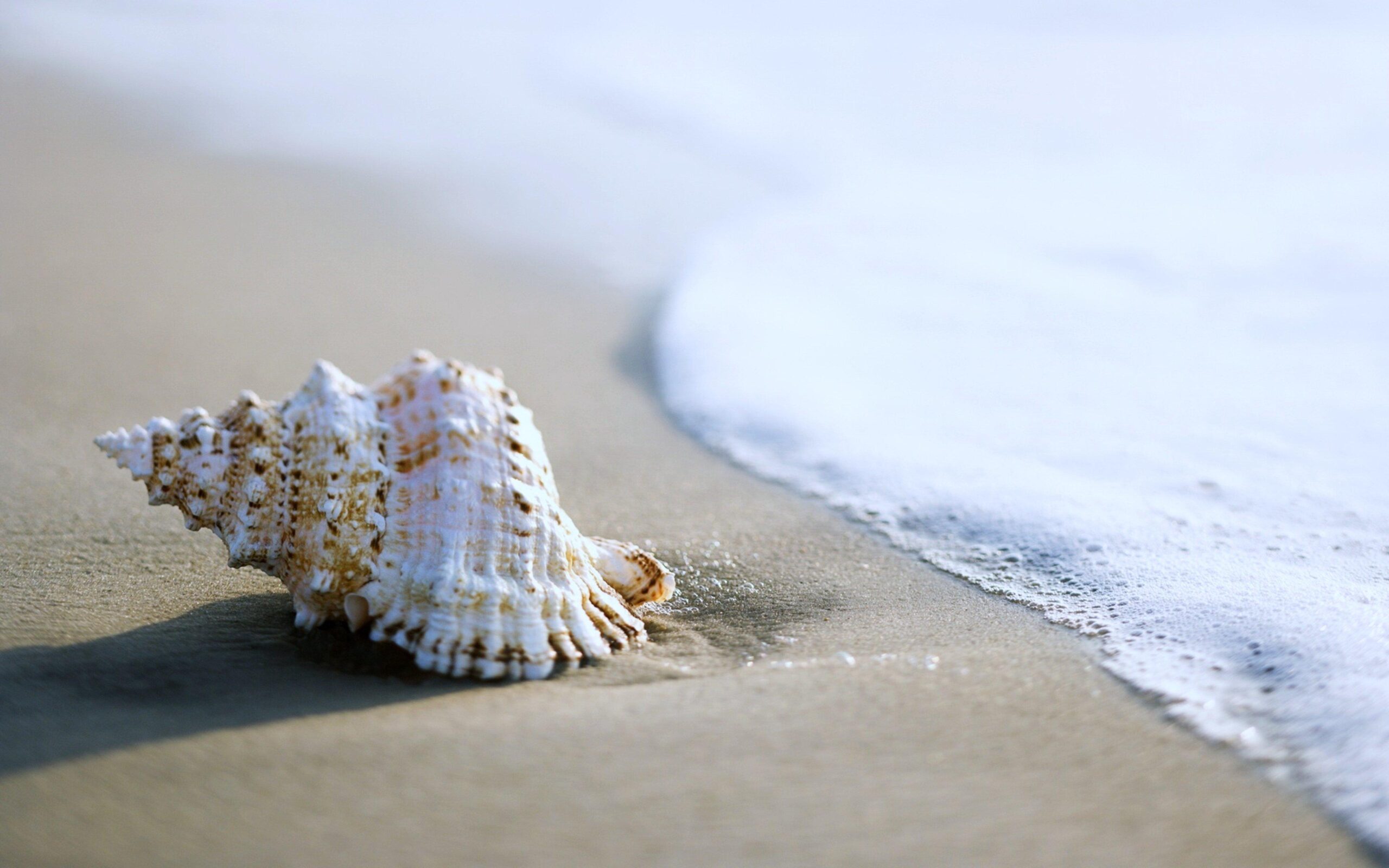 sea, Beaches, Sand, Summer, Nature, Earth, Shell, Coquille