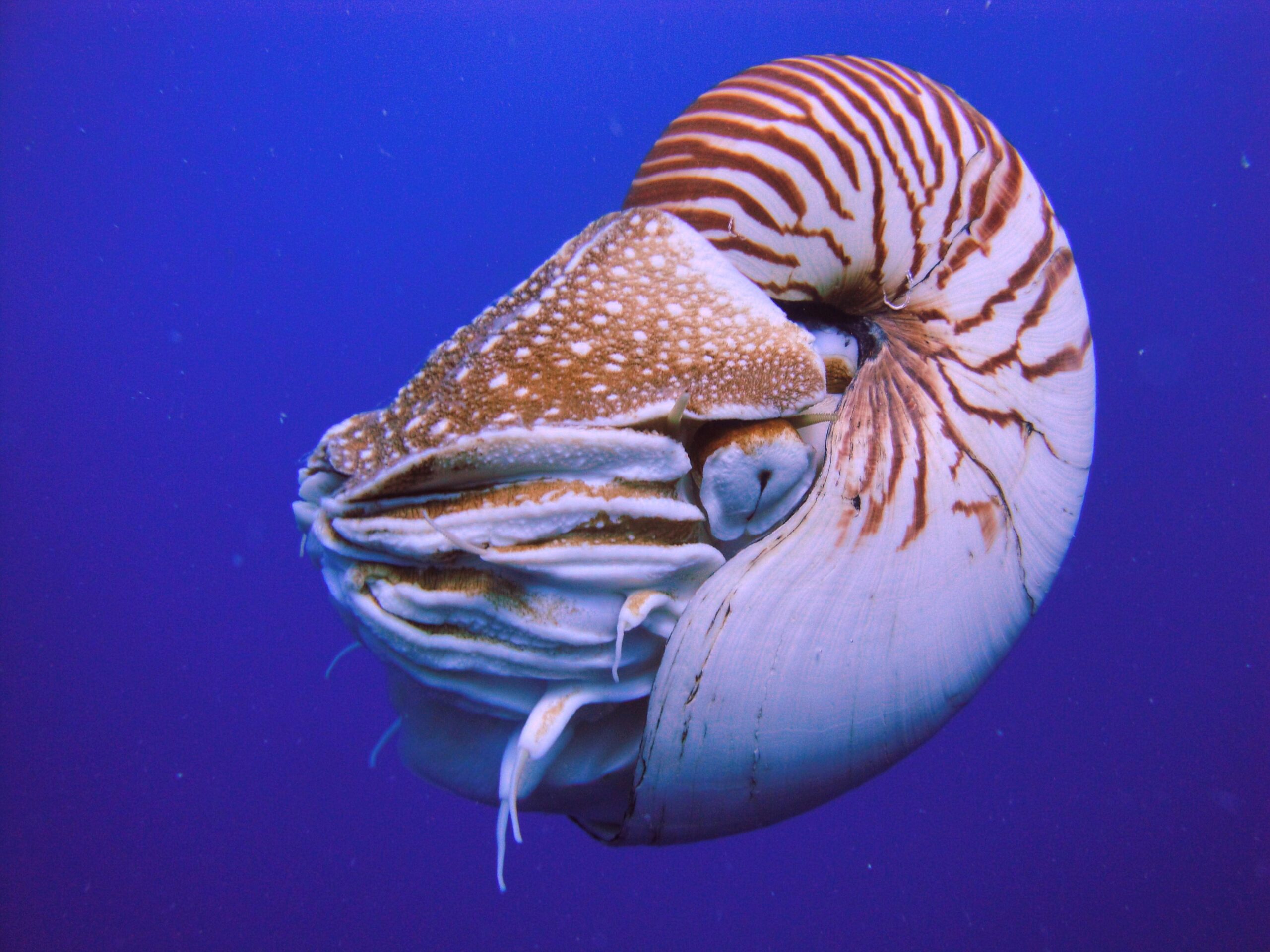 File:Nautilus Palau