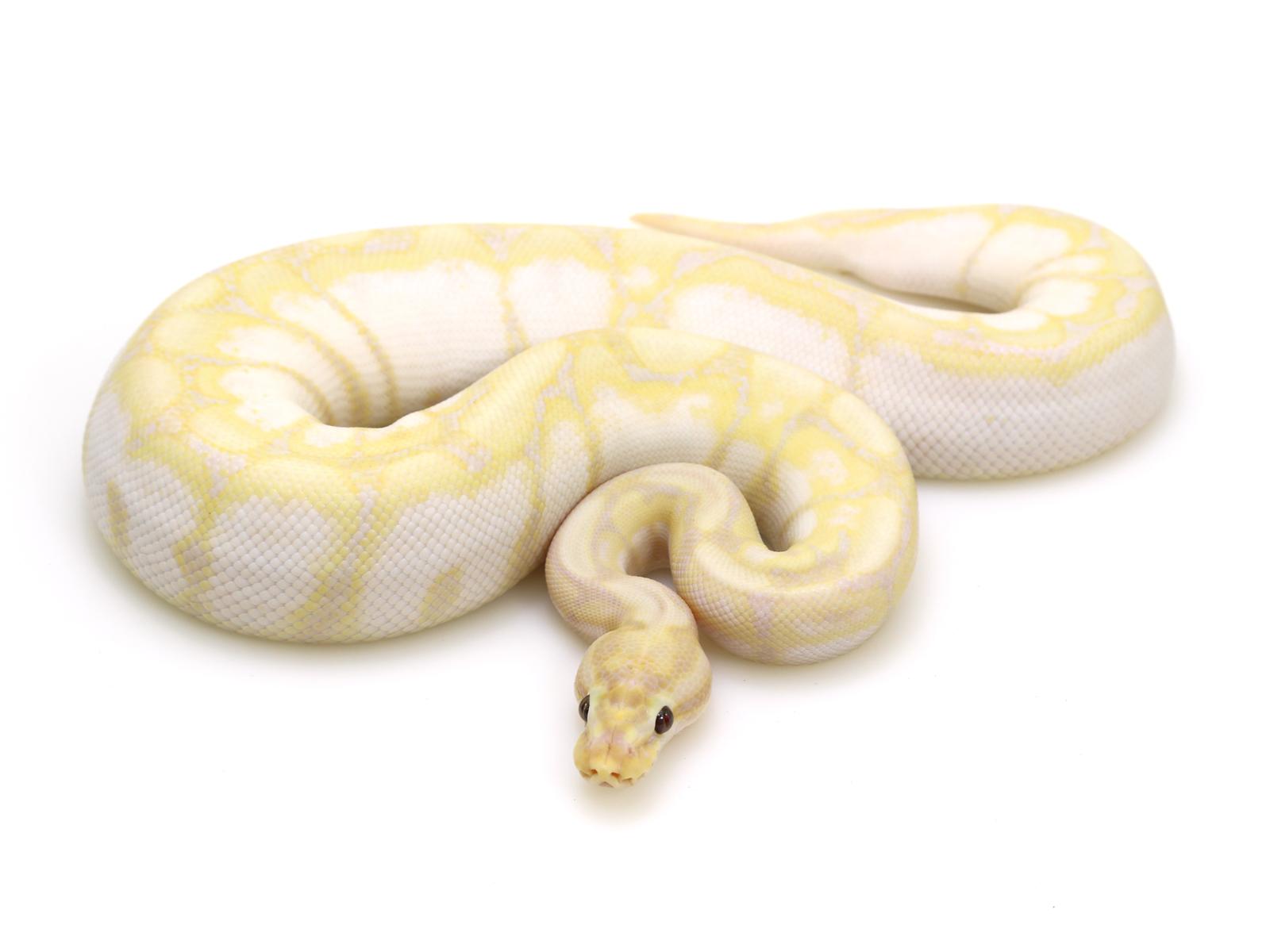 Super Banana Spider – Markus Jayne Ball Pythons