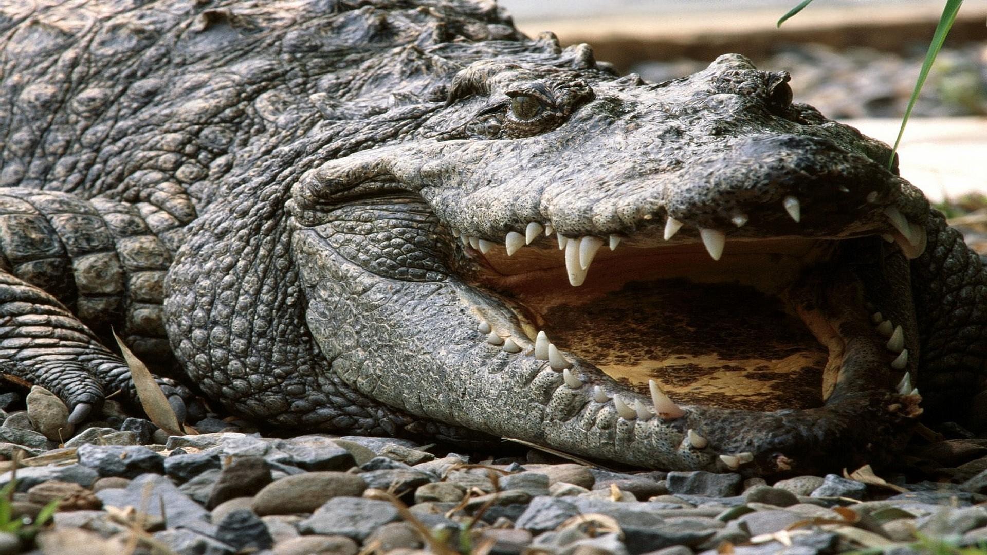 Crocodile Wallpapers ,