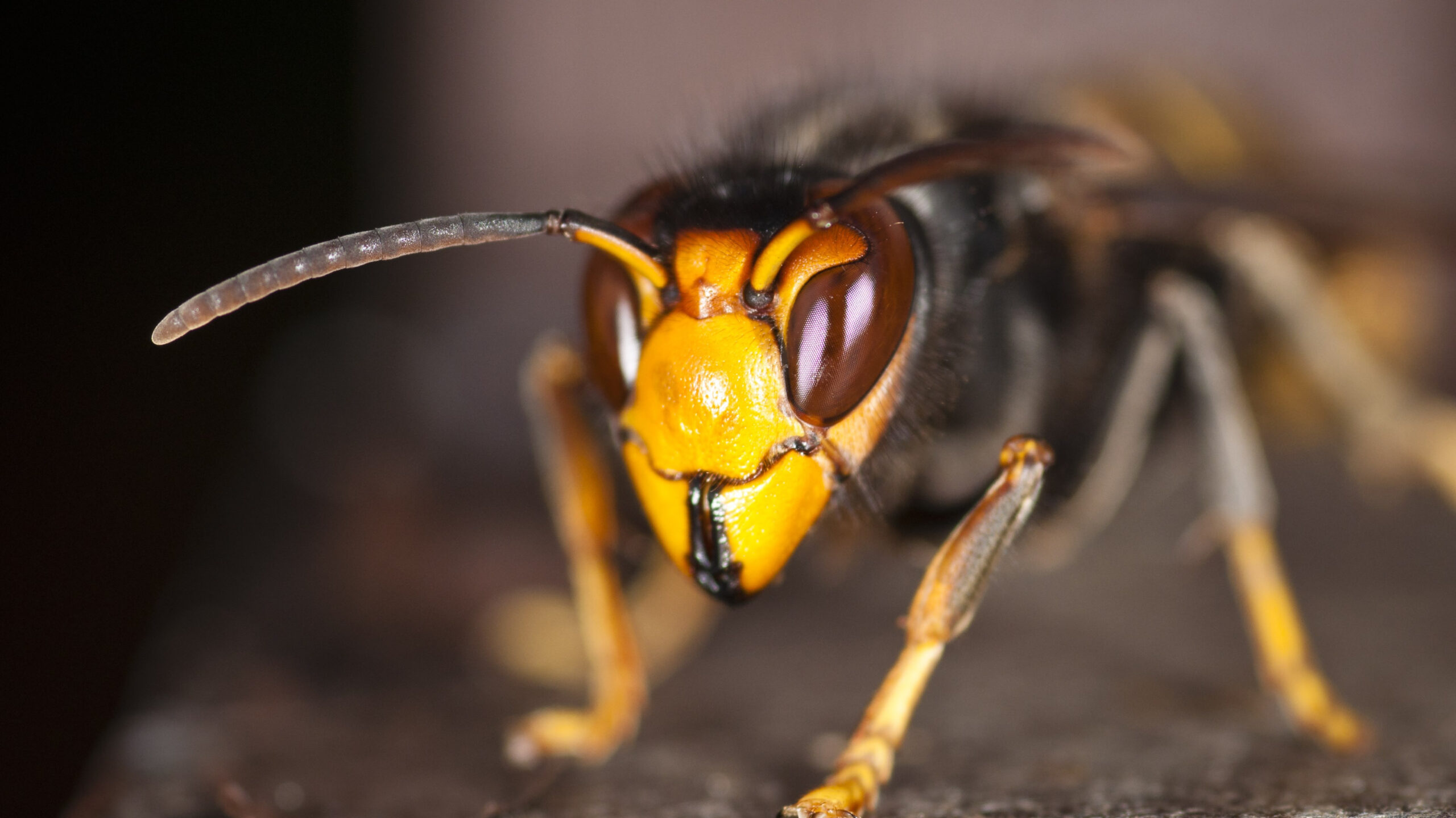 Download wallpaper: Asian hornet