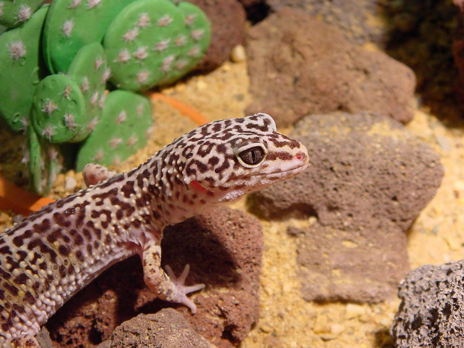 Gecko