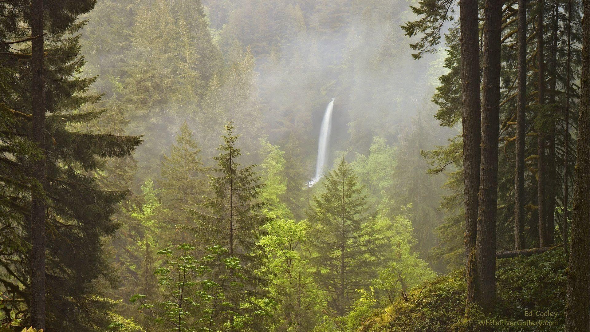 HD Wallpaper: Silver Falls State Park, Oregon