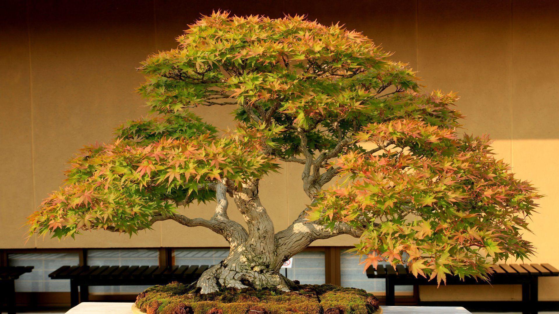 Bonsai Tree HD Wallpapers Photos Image