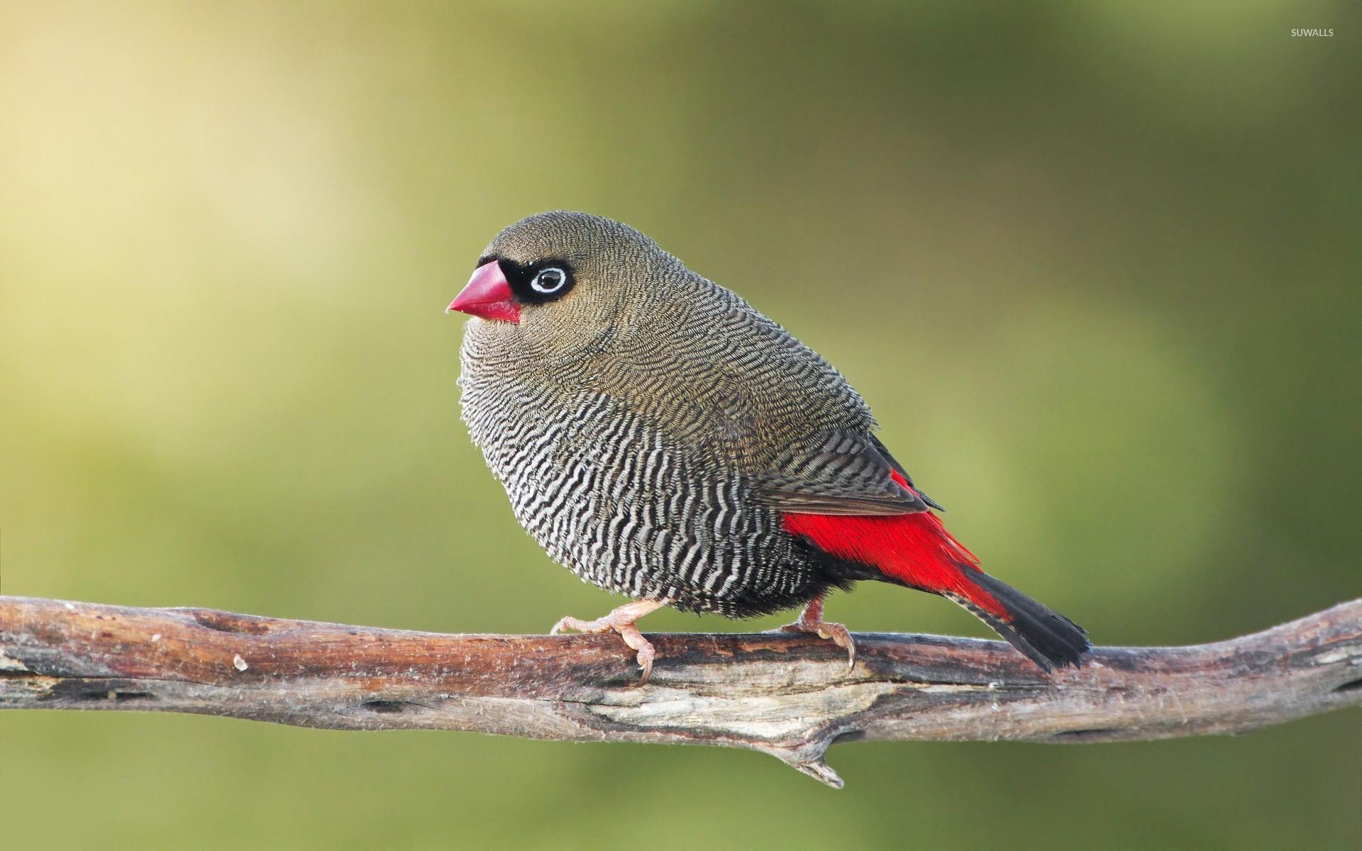 Gouldian finch [5] wallpapers