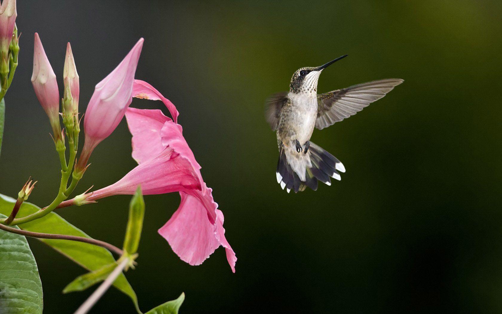 Hummingbird HD Wallpapers