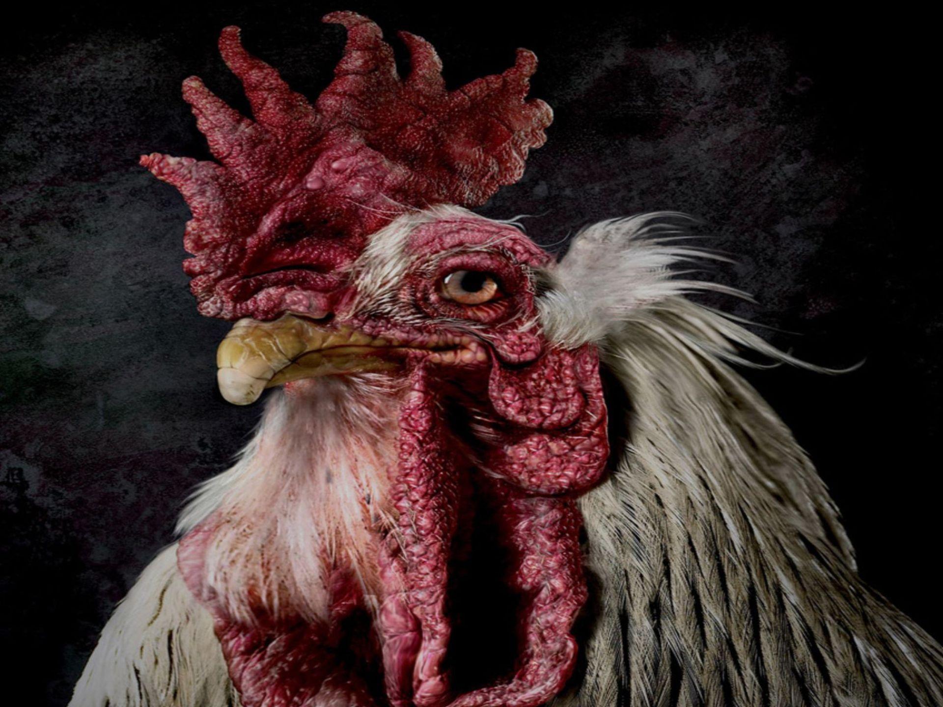 HD Old Rooster Wallpapers