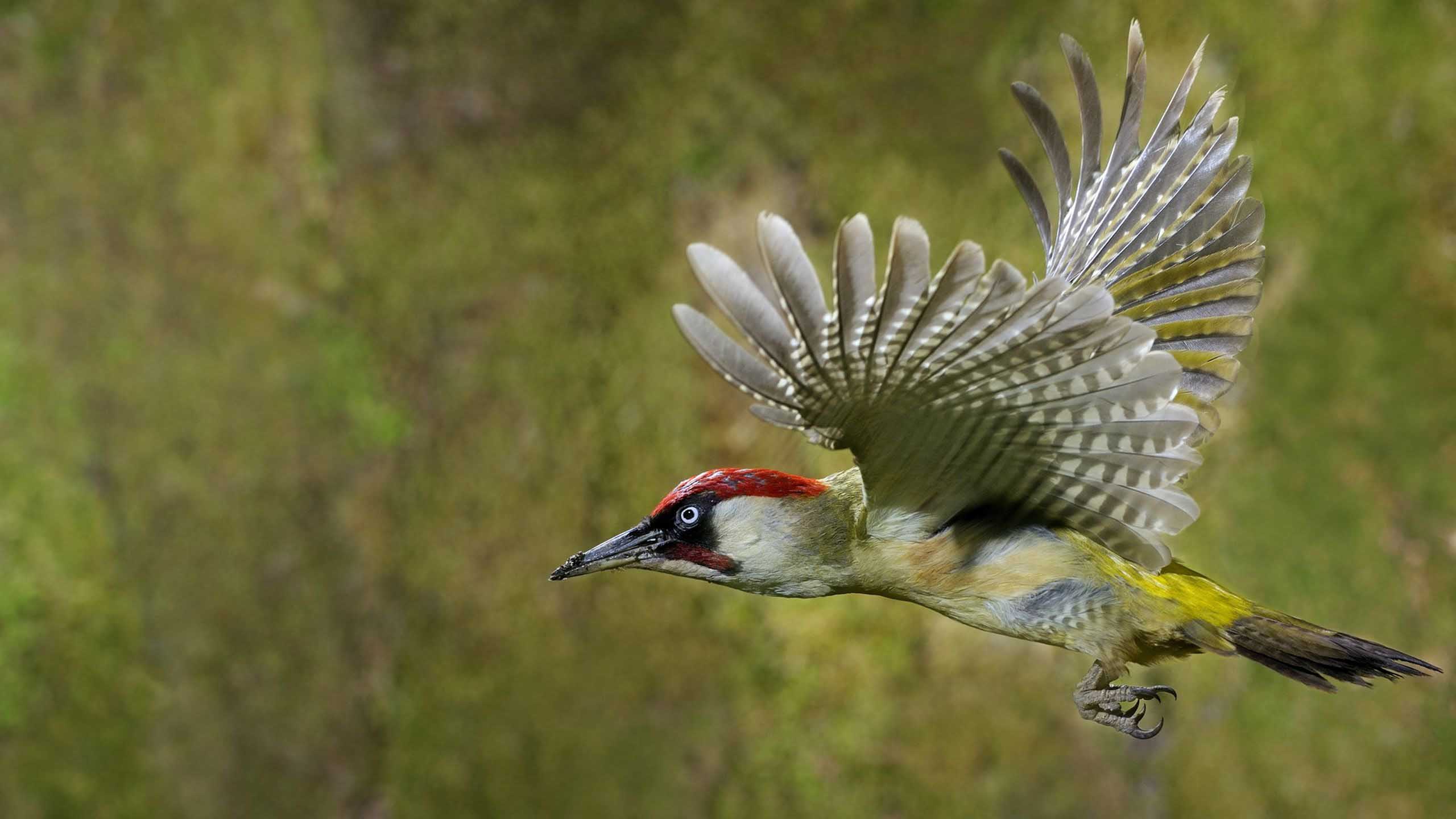 Woodpecker Wallpapers 9