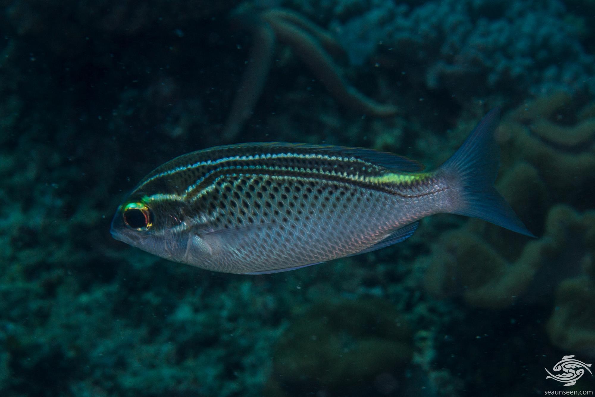 Arabian Monocle Bream