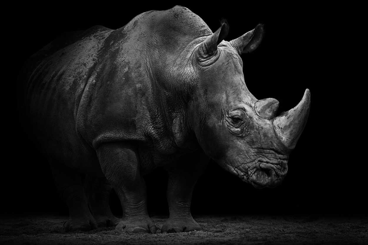 Architects Paper Photo wallpapers «Rhino» 470509