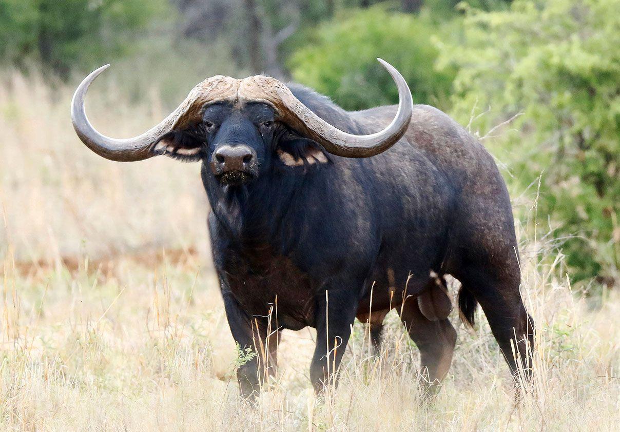 African Buffalo Wallpapers 16