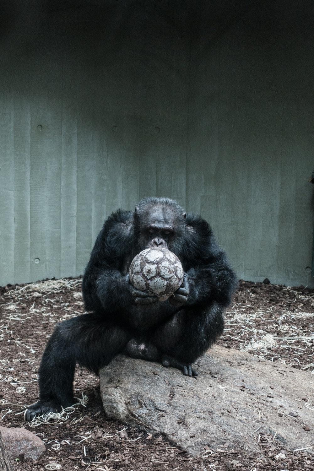 Chimpanzee Pictures