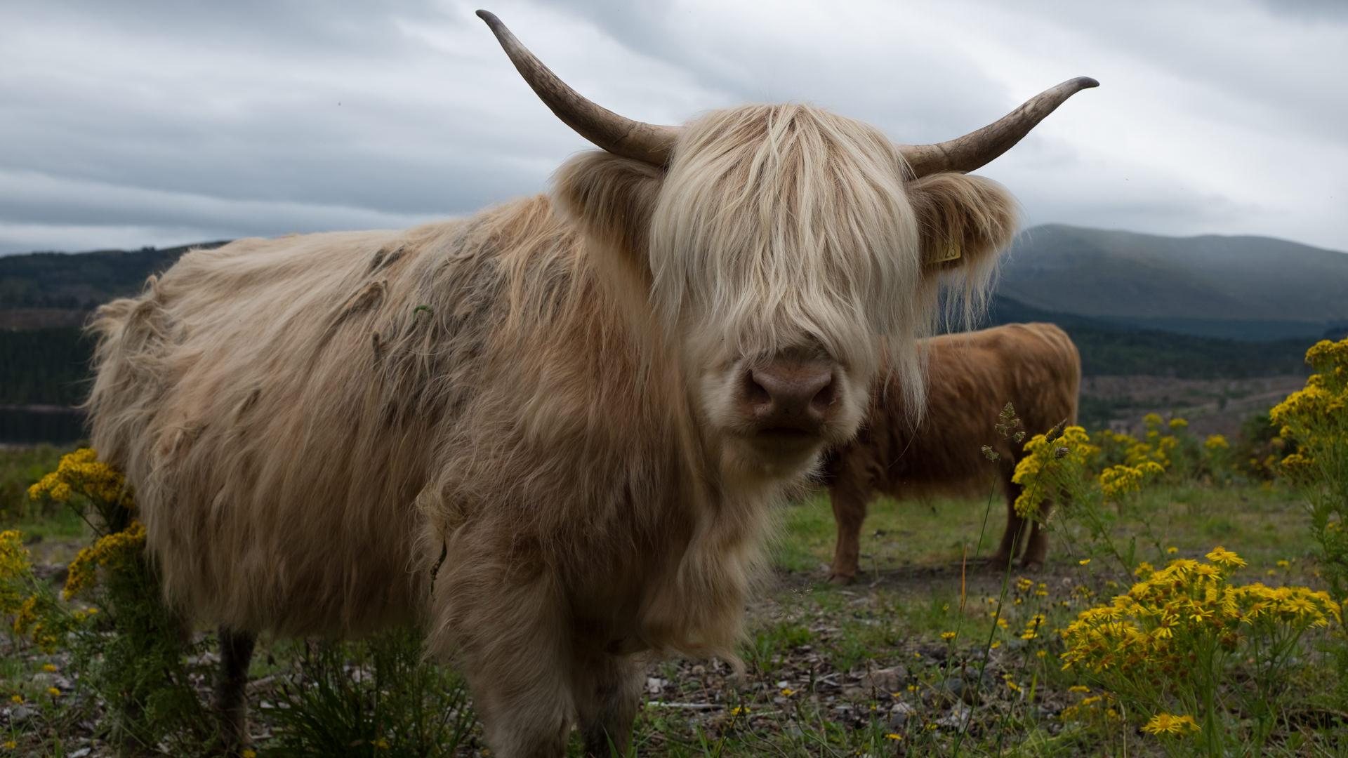 Baby Highland Cow With Mother