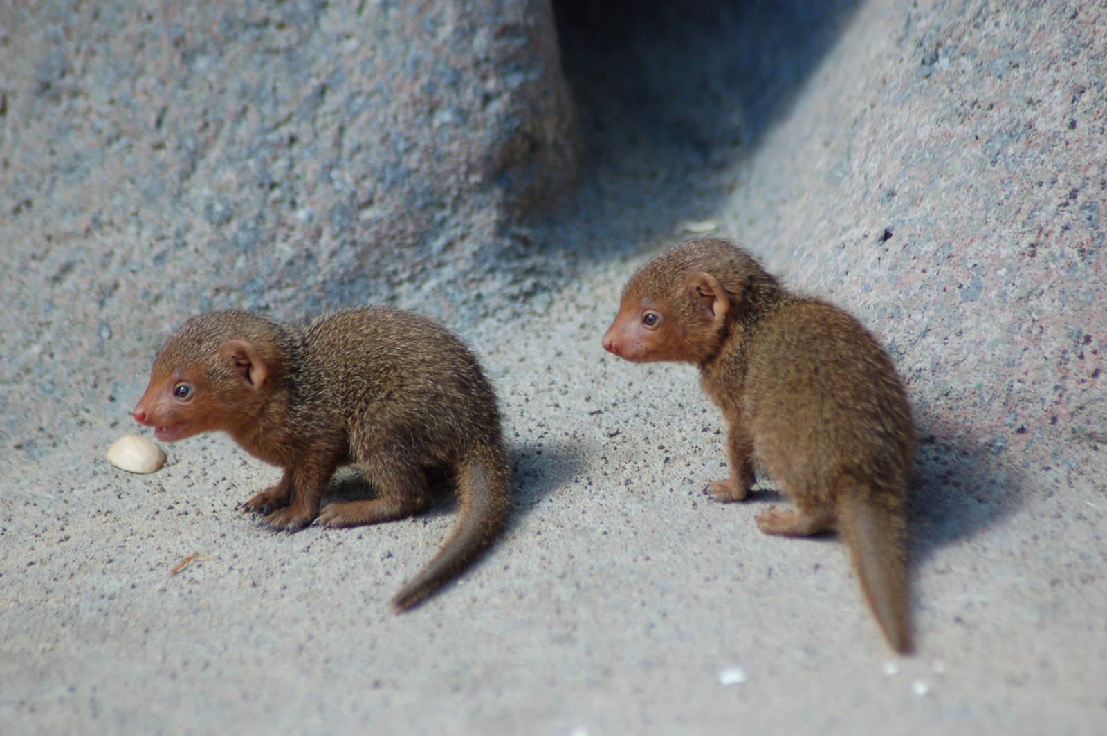 Best 43+ Mongoose Wallpapers on HipWallpapers