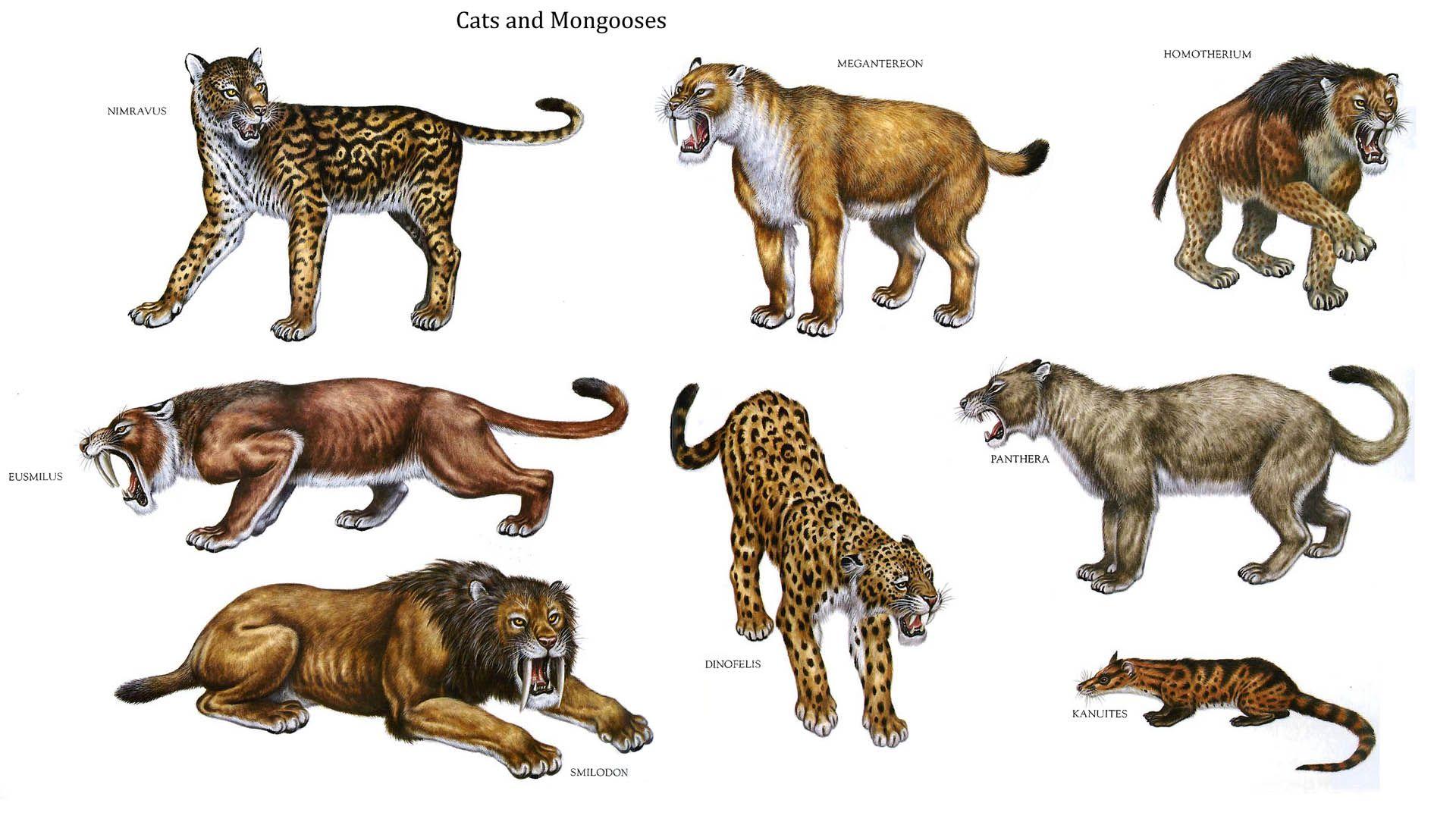 Cats And Mongooses