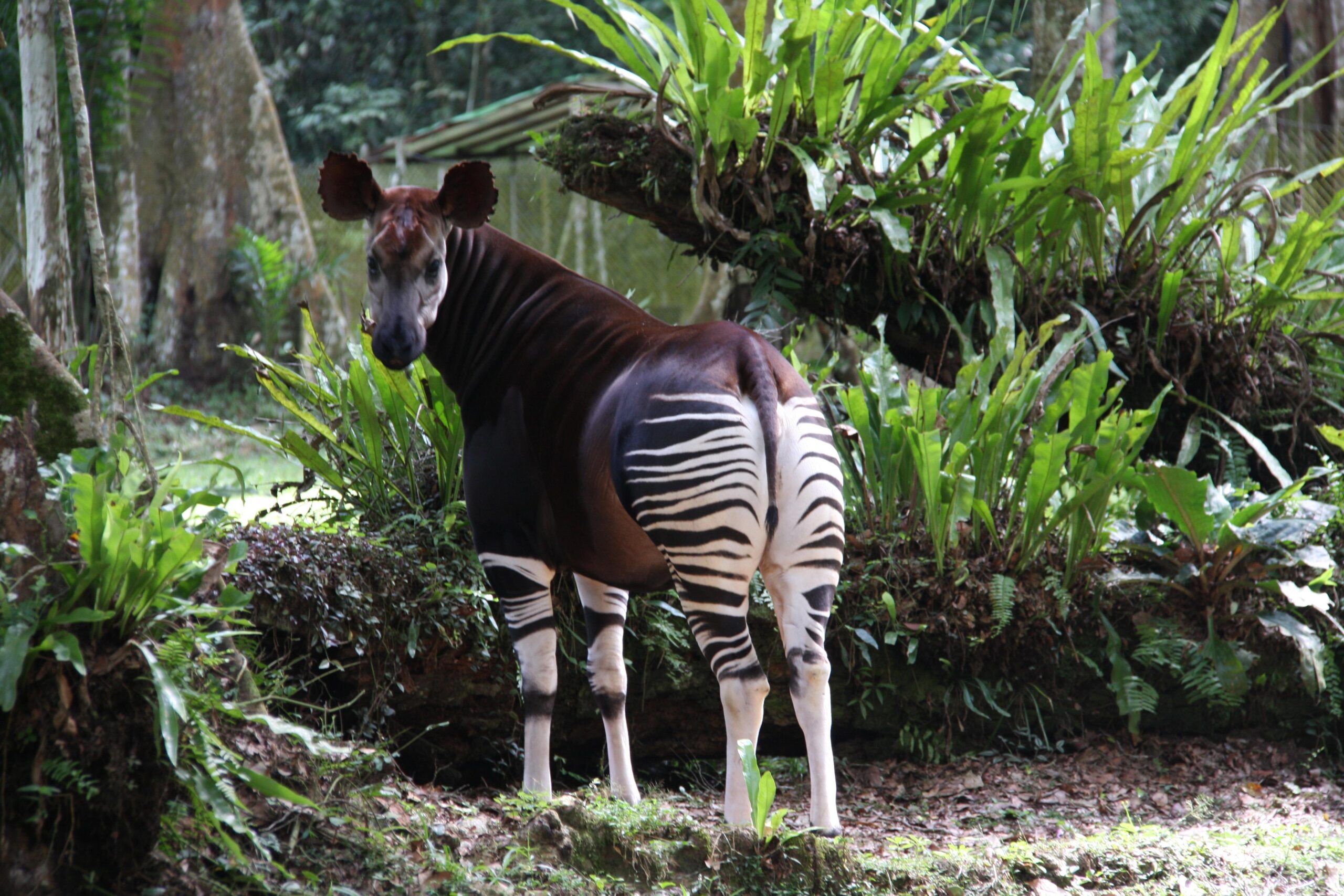 Best 56+ Okapi Backgrounds on HipWallpapers