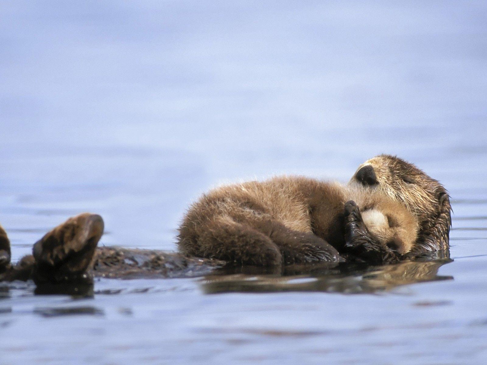 Animals Alaska Otters Gulf Baby Sea Allin Otter Wallpapers Desktop