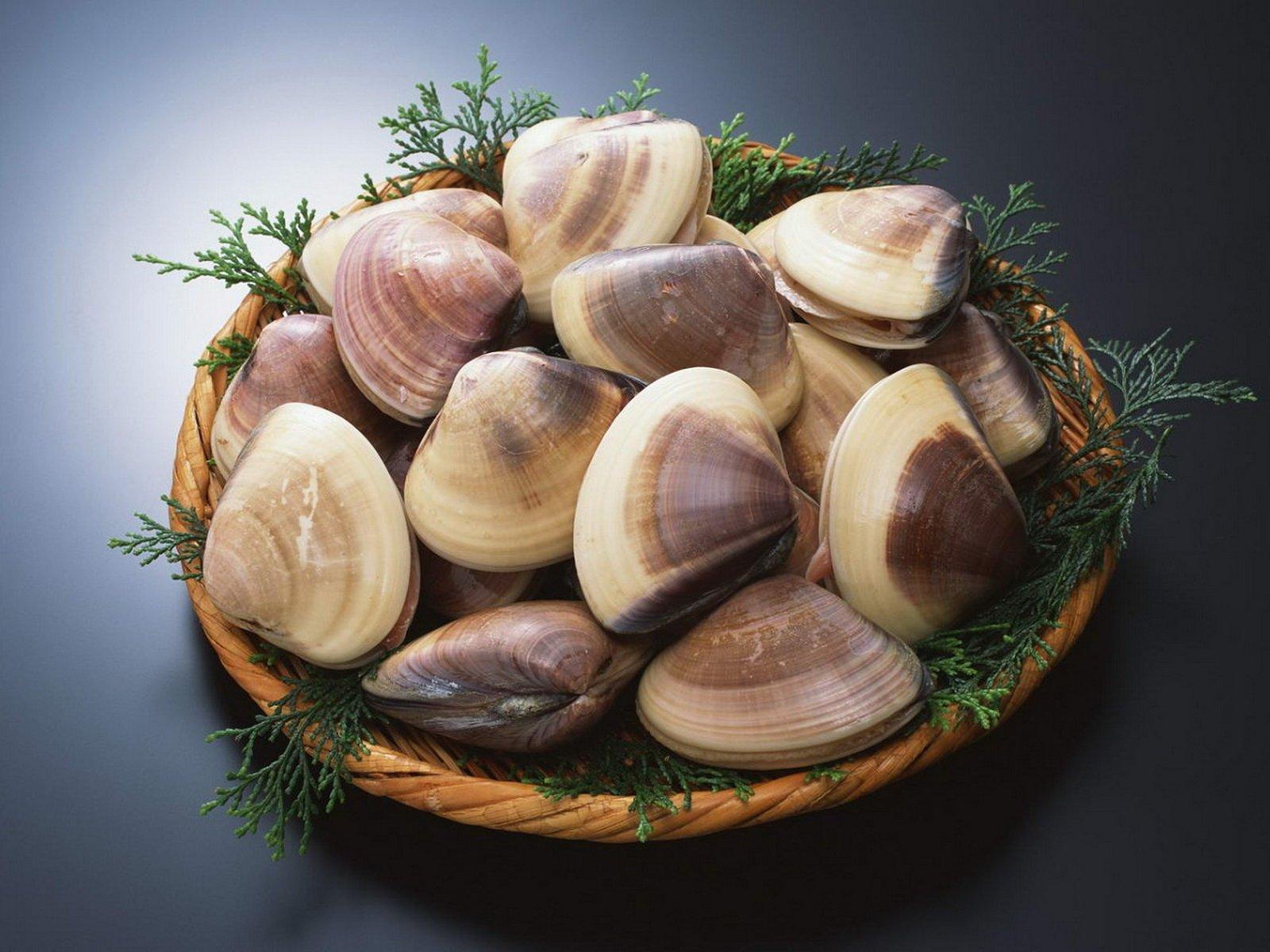 Clams Wallpapers and Backgrounds Image