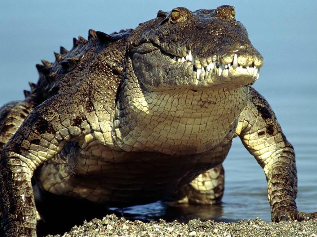 Desktop Wallpapers · Gallery · Animals · Crocodile Alligator