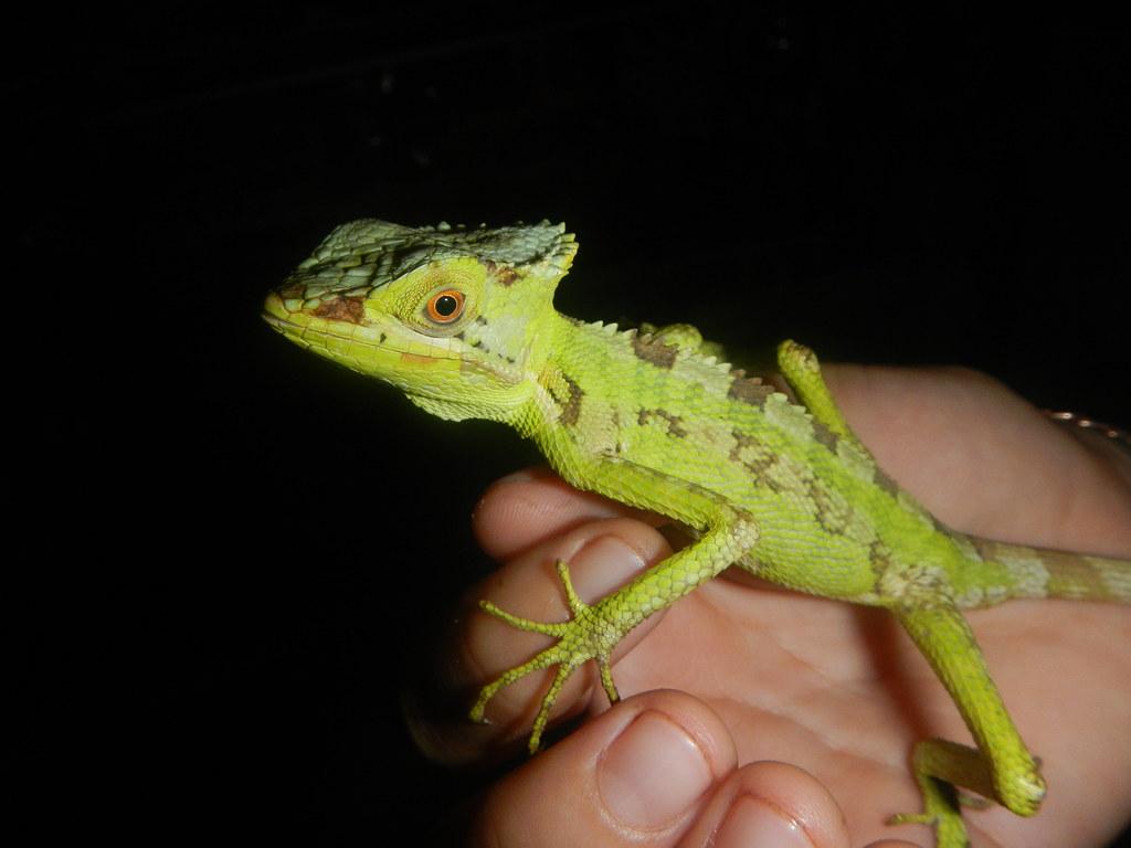 Oscar, a Casqueheaded Basilisk, likely ‘Laemanctus serratu