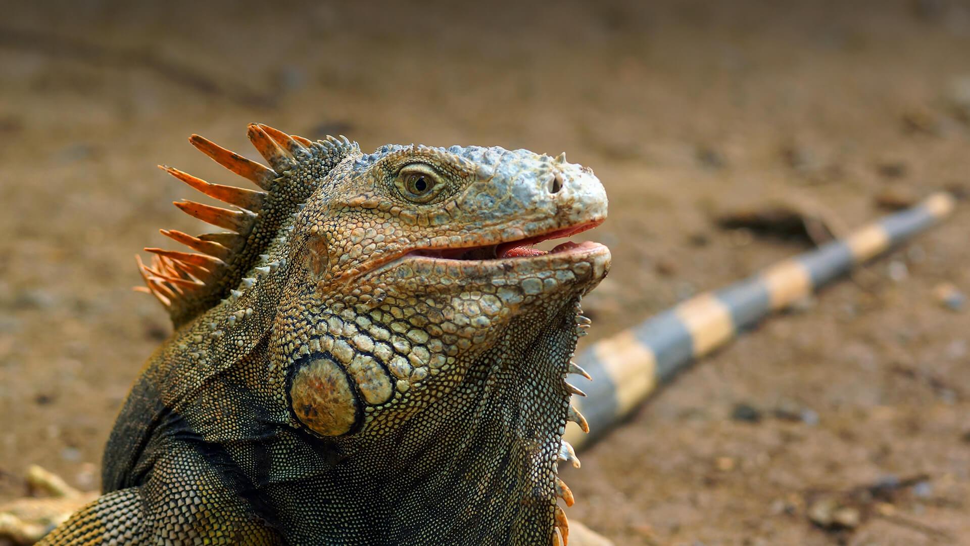 Iguana Wallpapers High Quality