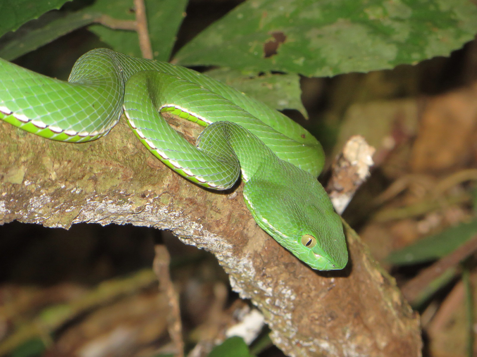 Vogel’s Pit Viper