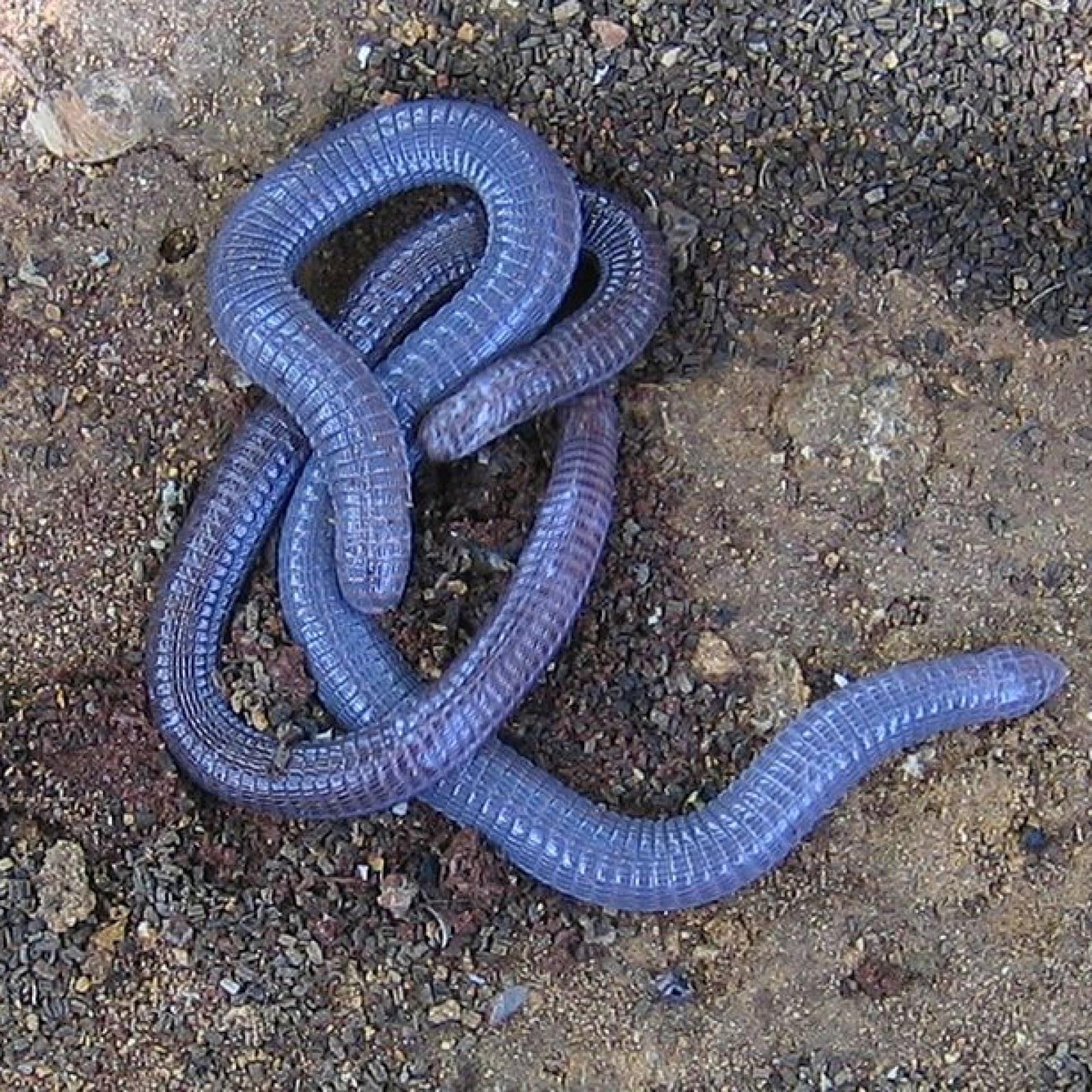 Worm Lizards Floated Their Way Around the World