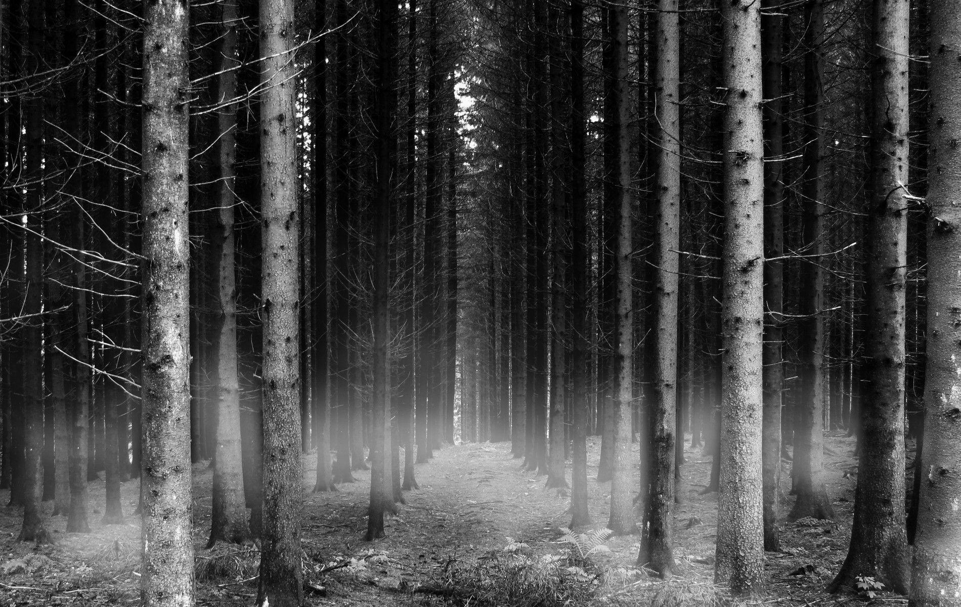 Wallpapers For > Forest Backgrounds Black And White