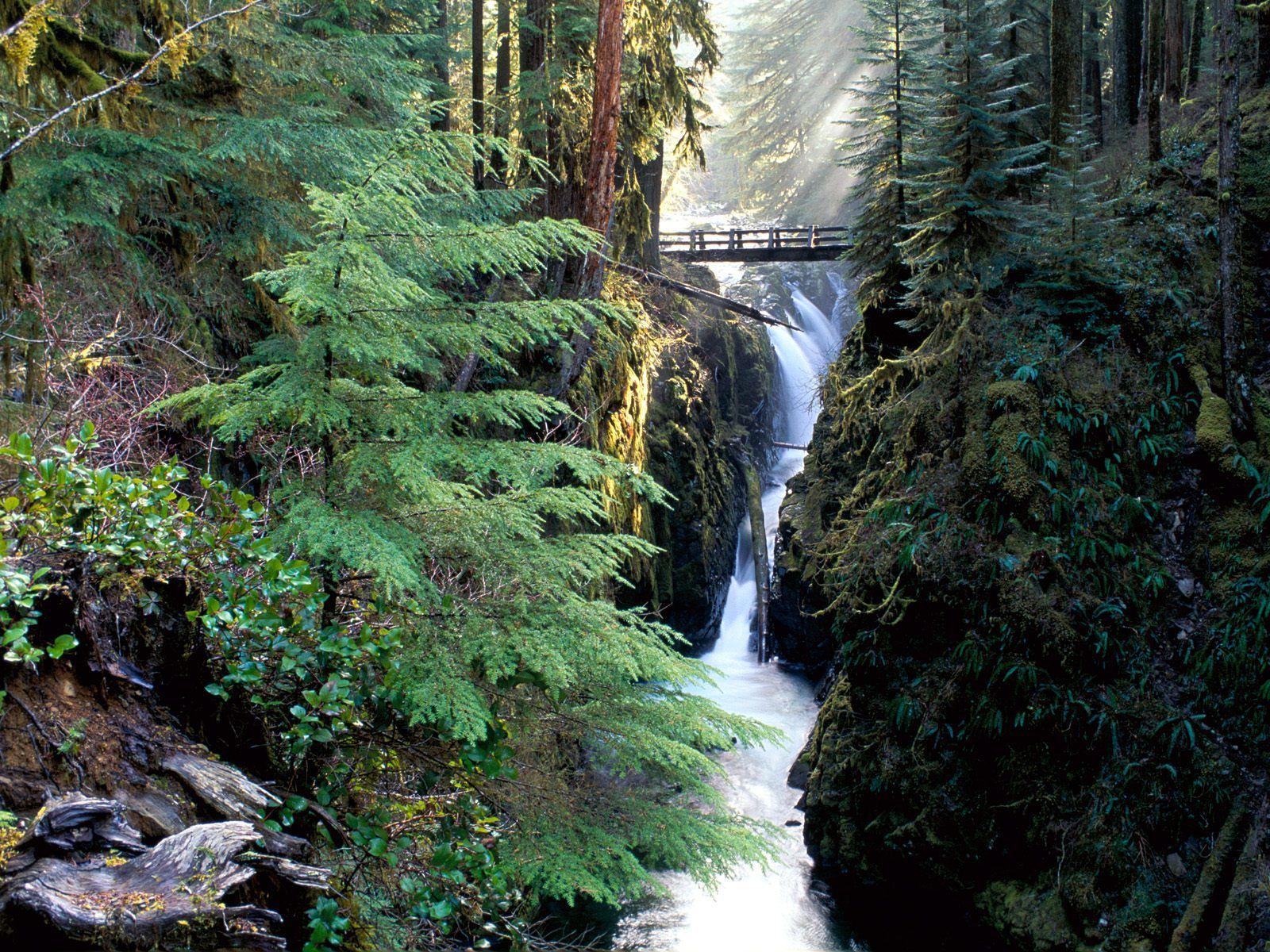 Bridge Over Sol Duc Falls Olympic National Park